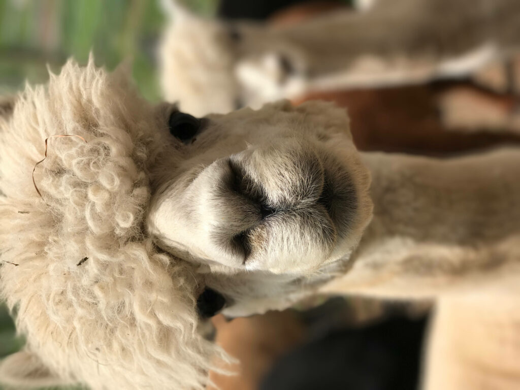Close-up of fluffy white alpaca with soft fur and curious expression wallpaper background