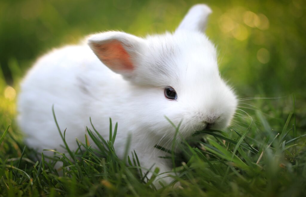 Cute Fluffy White Rabbit Munching Grass in Lush Green Setting Wallpaper