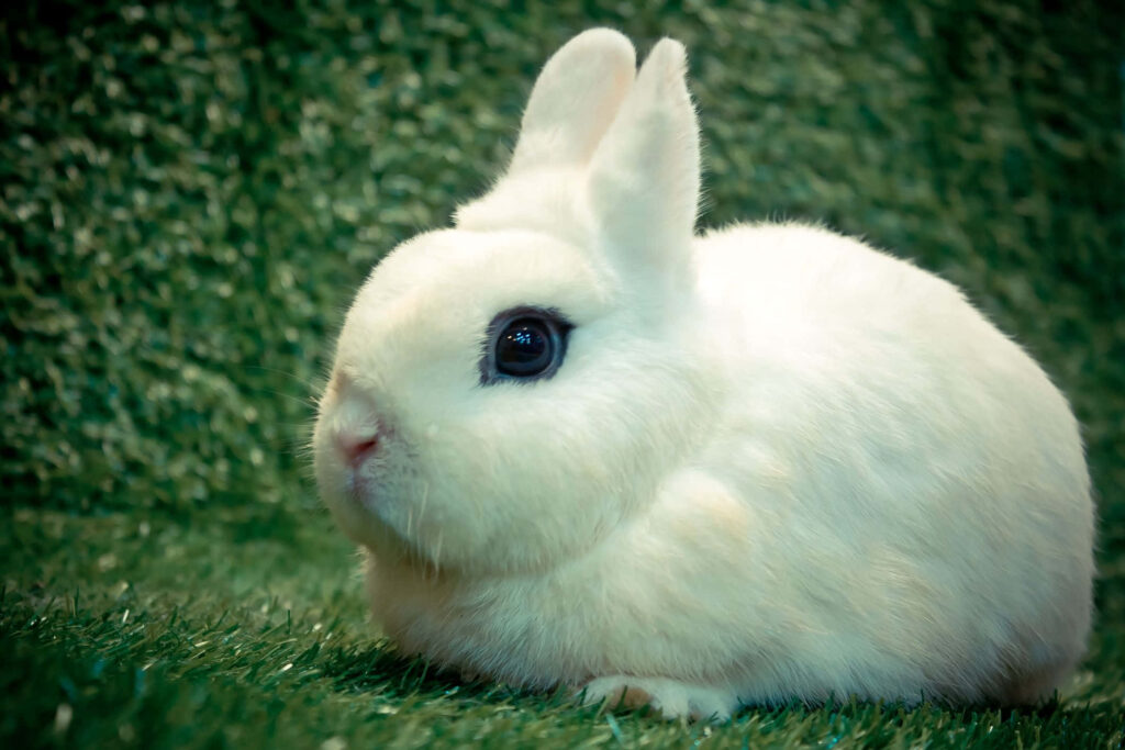 Cute Fluffy White Rabbit Sitting on Green Grass Wallpaper