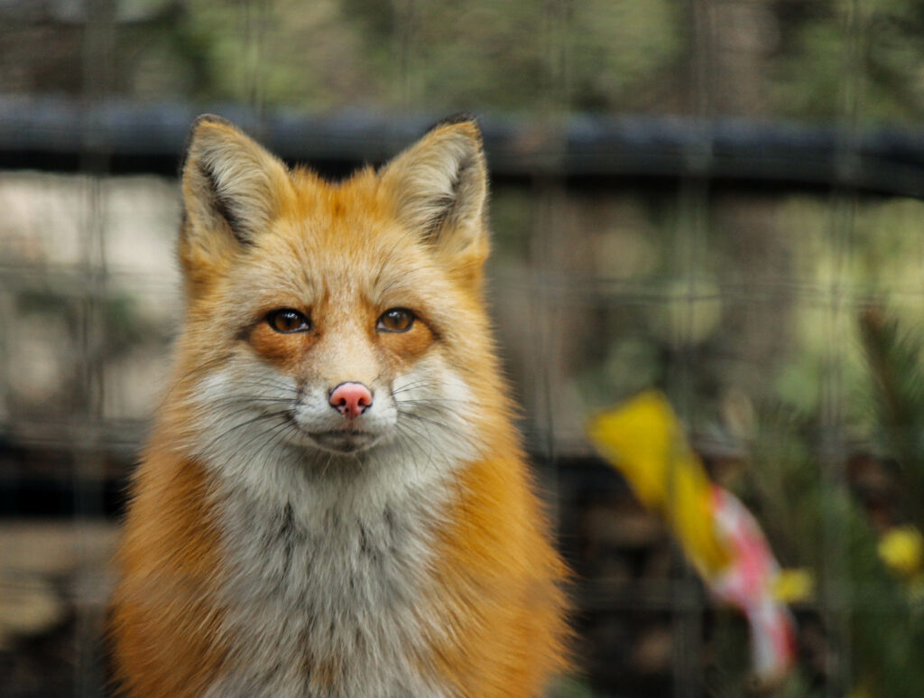 Close-Up Cute Fox Wallpaper: Vivid Red Fur & Predatory Charm