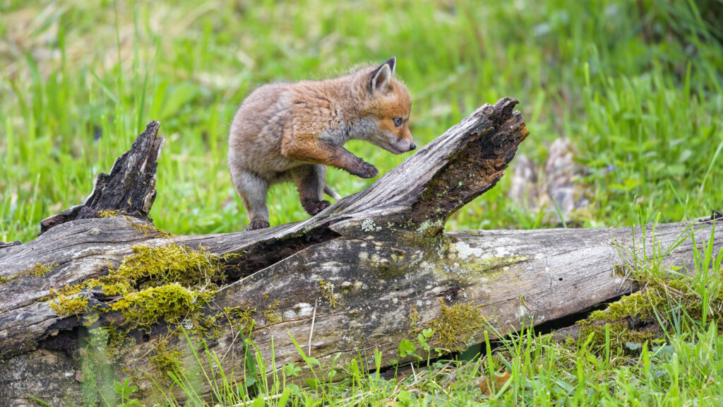 Cute Fox Cub Exploring Mossy Log in Lush Wildlife Background Wallpaper