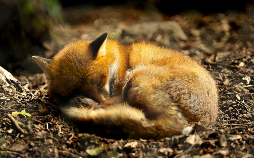 Cute Fox Wallpaper: Serene Sleep in a Natural Earthy Setting