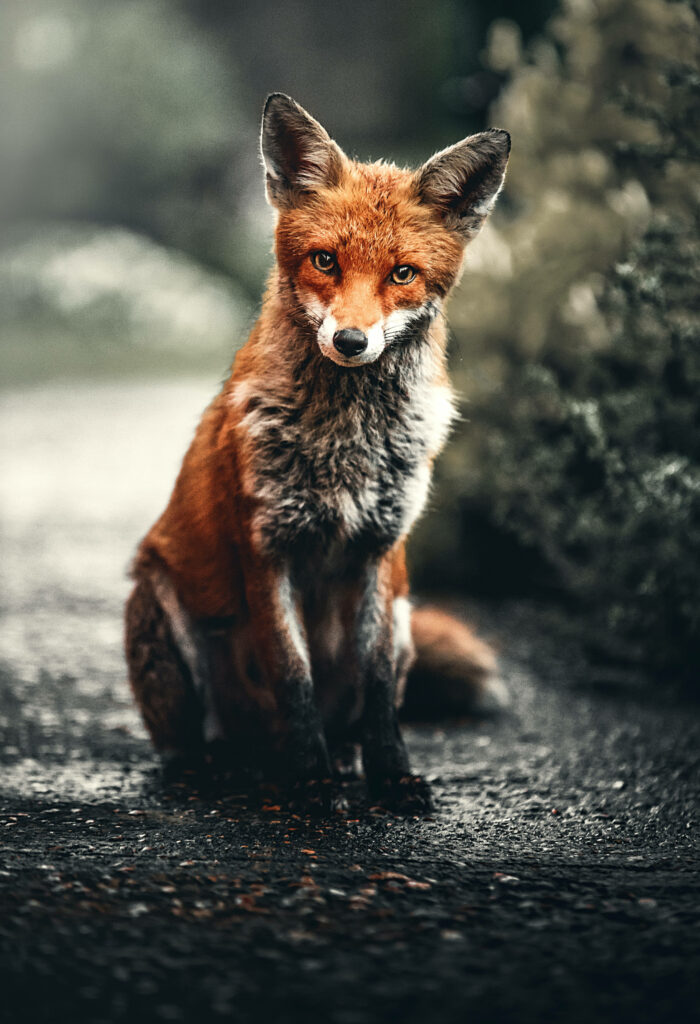 Vibrant Fox Wallpaper on Textured Path – Nature’s Beauty