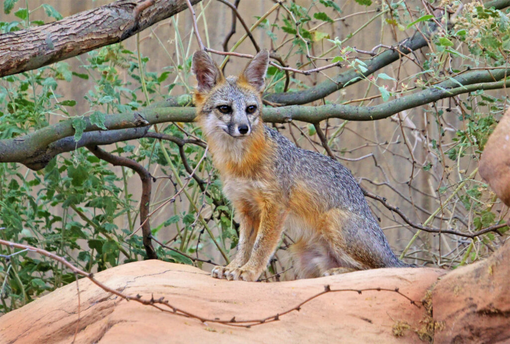 Cute Fox on Stone Surrounded by Lush Greenery - Nature Wallpaper