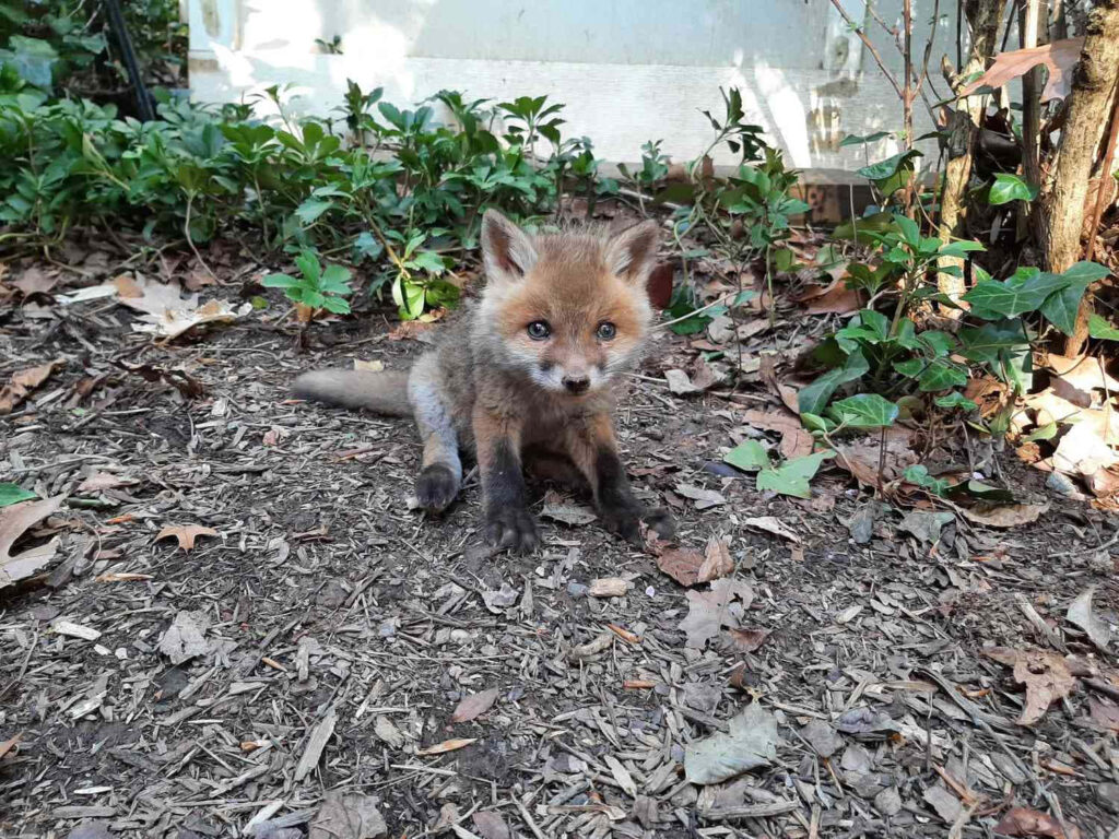 Curious Fox Amidst Lush Greenery - Out and About Wallpaper