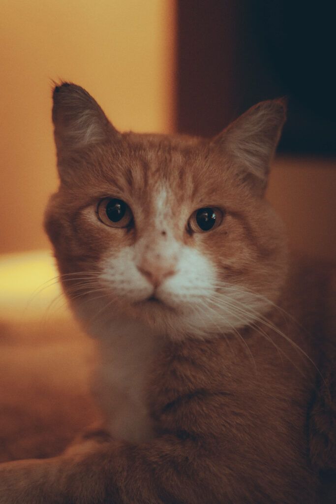 Cozy Ginger Tabby Cat Wallpaper - Warm & Calming Aesthetic