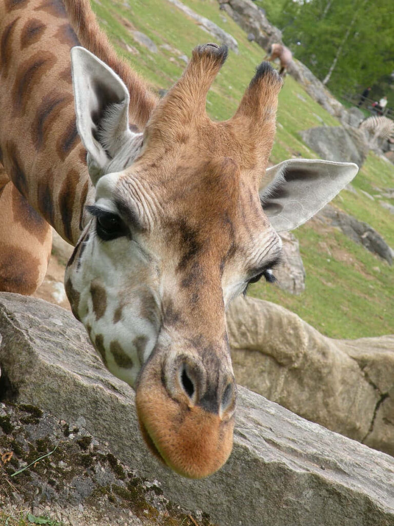 Cute Giraffe Resting by Rock in Serene Greenery Background Wallpaper