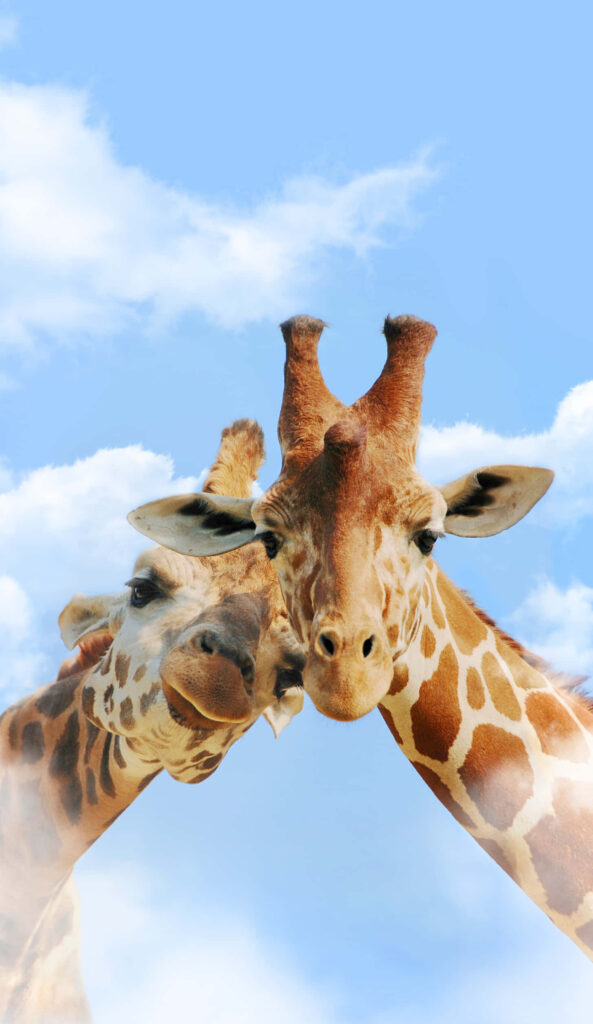 Charming Giraffe Wallpaper for iPhone: Cute Pair Against Blue Sky