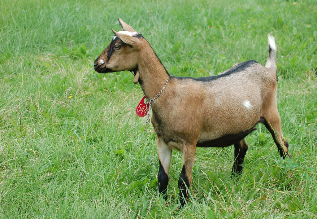 Charming Goat in Lush Green Field - Nature Wallpaper 544