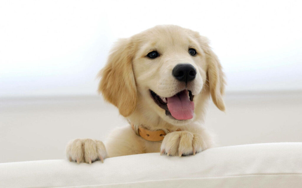 Furry Friend's Playtime: A Lively Golden Retriever on a Stylish White Sofa Wallpaper