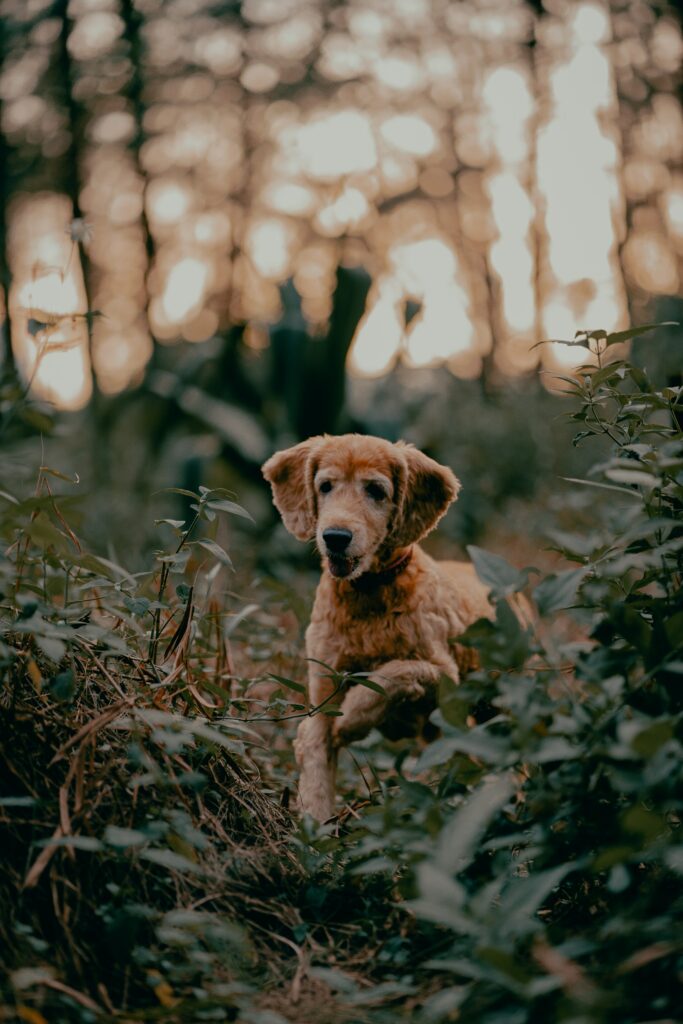 Serene Golden Retriever in Lush Greenery - High-Res Wallpaper