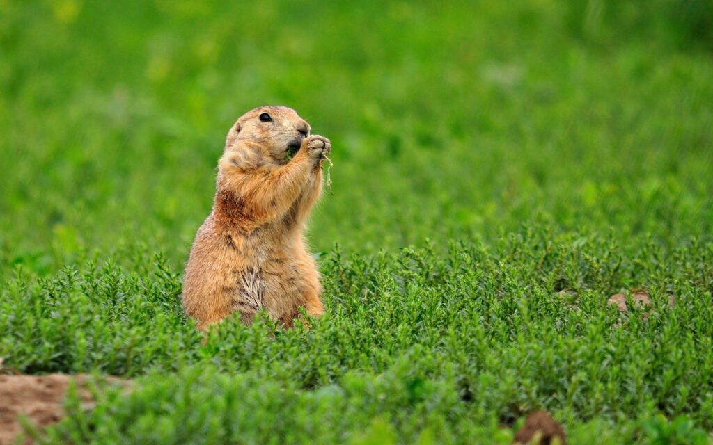 Cute Gopher in a Serene Green Field: Nature's Peaceful Scene Wallpaper