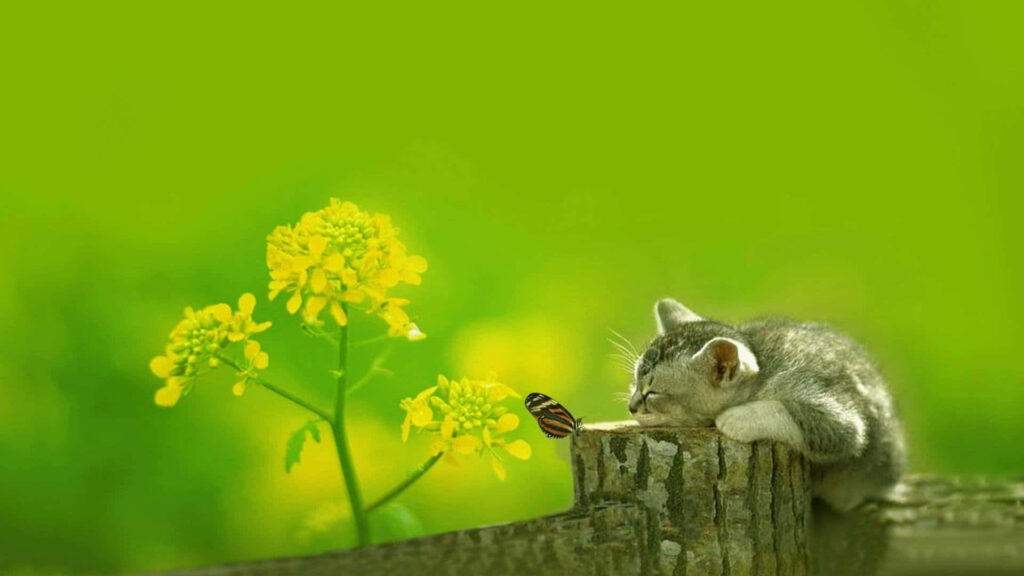 Curious Gray Kitten Watching Colorful Butterfly in Nature Background Wallpaper