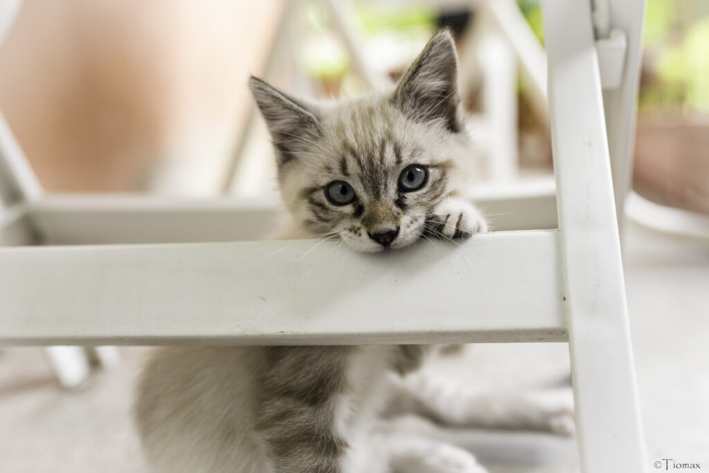Cute Gray Kitten with Blue Eyes Peeking Through White Chair Wallpaper