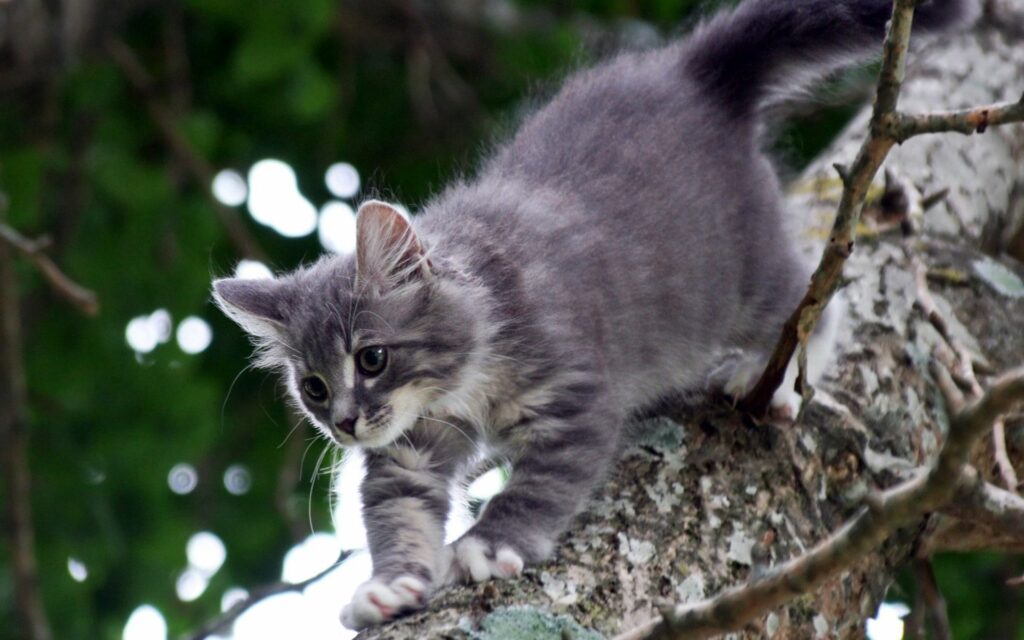 Cute Gray Kitten on Tree Branch - Serene Nature Wallpaper 1920x1200