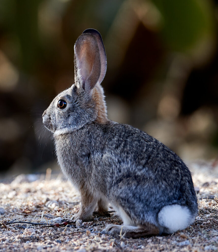 Cute Gray Rabbit Wallpaper: Serene Nature Background for Devices
