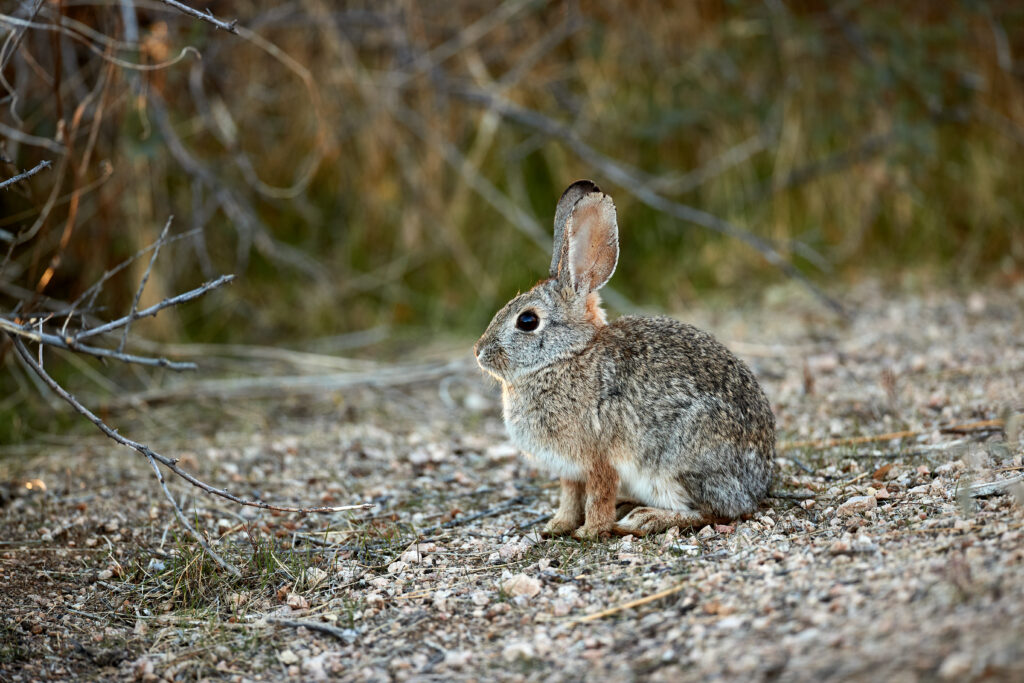 Serene Gray Rabbit Wallpaper in Natural Wildlife Habitat