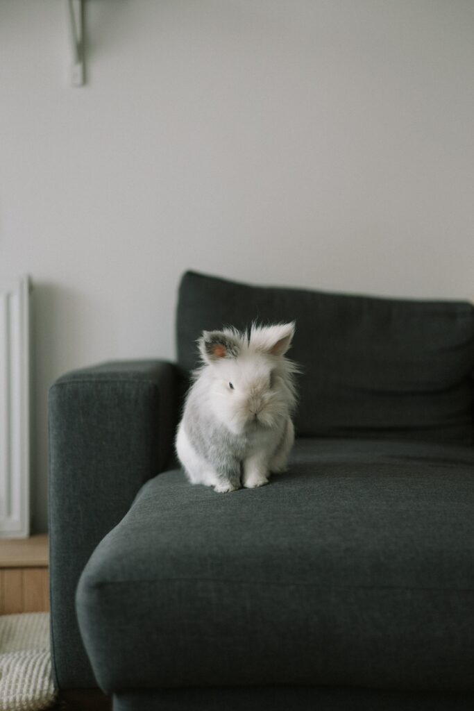 Adorable Gray Rabbit on Dark Couch: Perfect Pet Décor Wallpaper