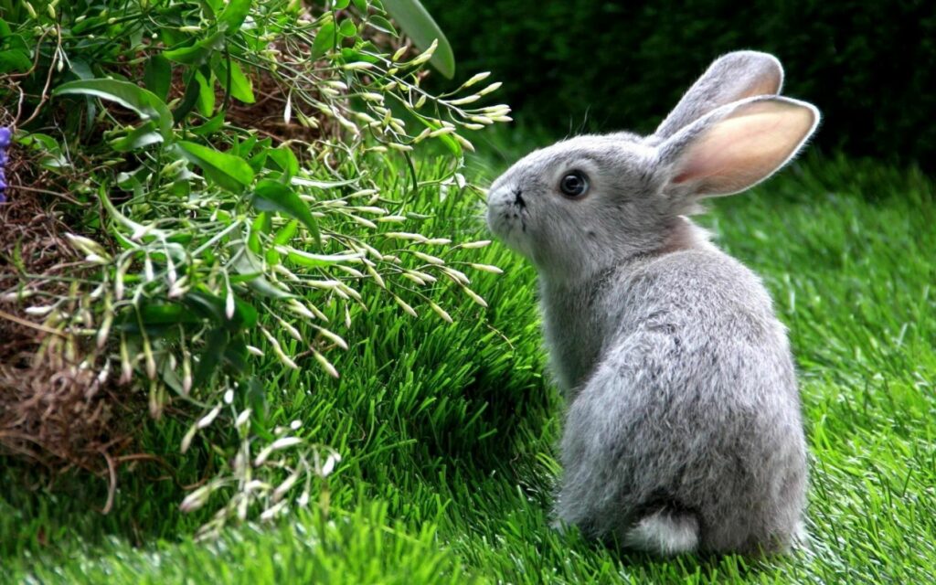 Cute Gray Rabbit on Lush Grass: Serene Nature Wallpaper Background