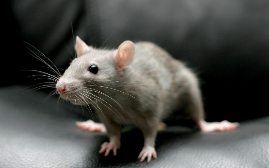Adorable Gray Rodent Wallpaper on Dark Textured Background