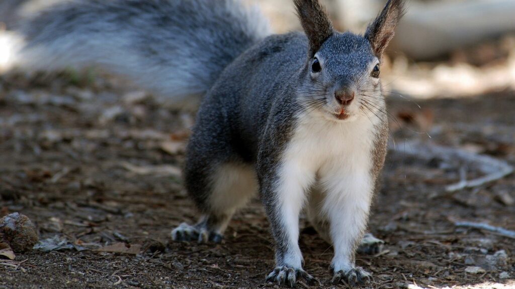 Adorable Gray Squirrel Wallpaper for Nature Lovers - 1920x1080