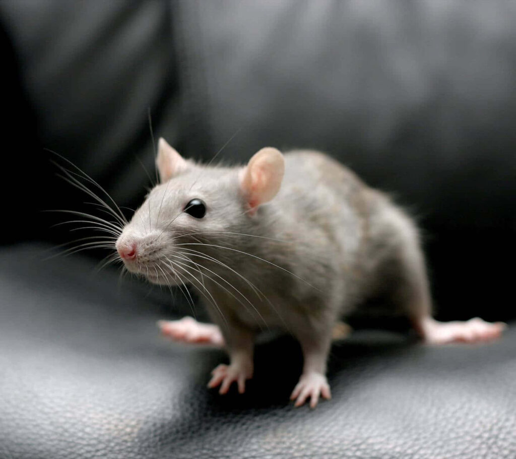 Charming Grey Rat on Dark Surface: Whiskers & Attentive Focus Wallpaper