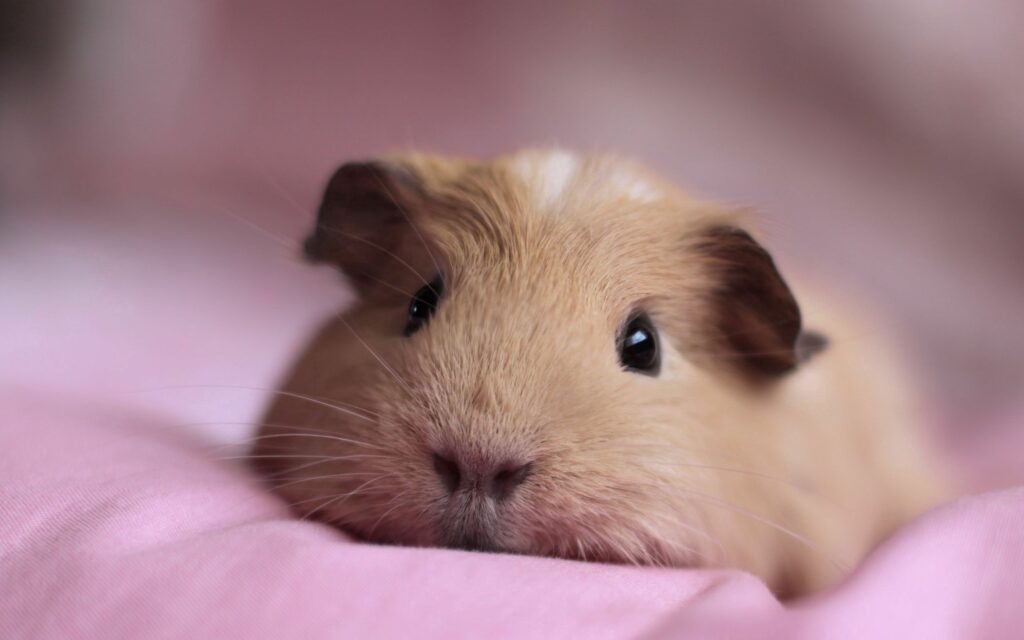 Adorable Guinea Pig on Pink Background: Cute Expression & Tiny Nose Wallpaper
