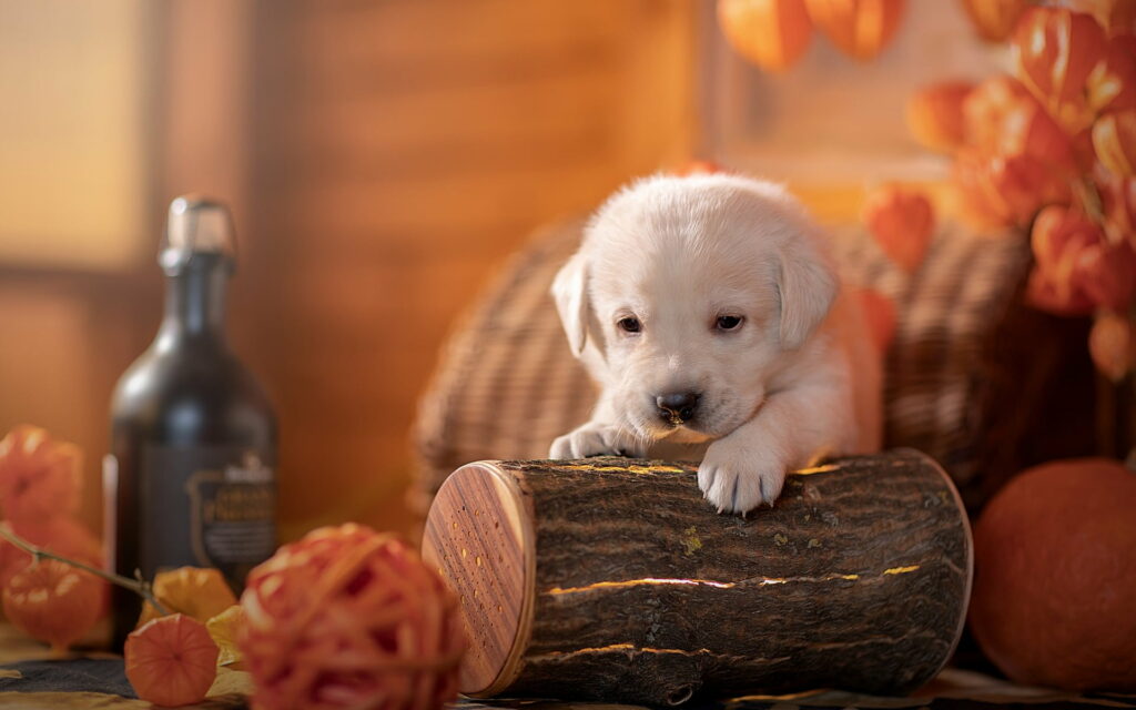 White Labrador puppy resting on log in cozy autumn setting with basket and leaves - ideal for pet lovers Wallpaper