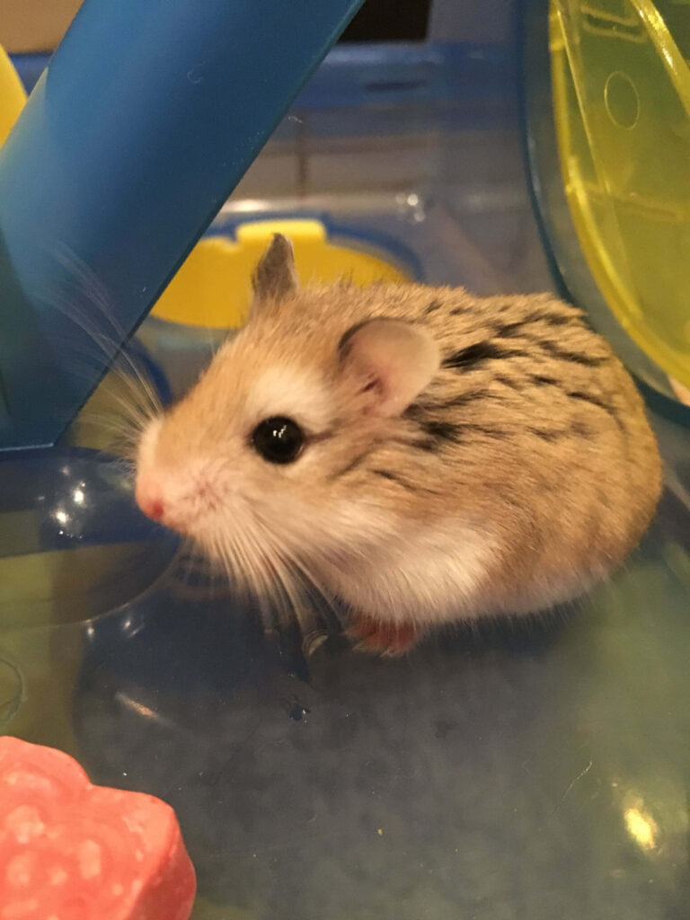 Adorable Hamster Exploring Play Area - Cute Animal Wallpaper