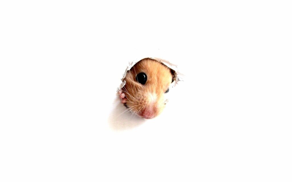 Adorable Hamster Peeking: Minimalistic White Paper Wallpaper