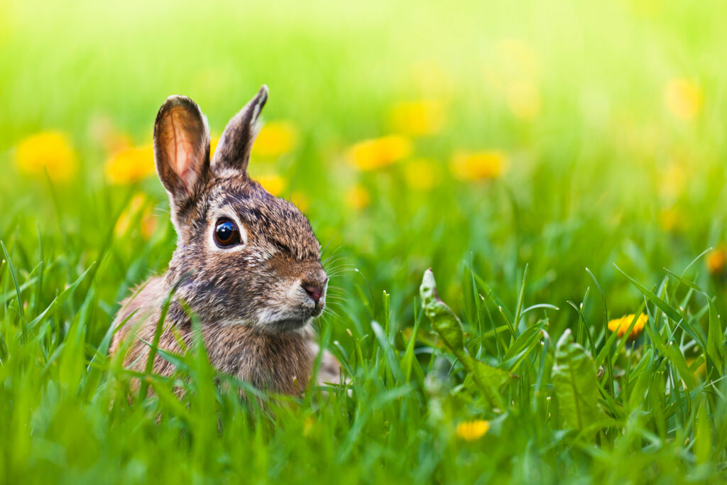 Cute Hare in Lush Green Grass - Vibrant Nature Wallpaper Background