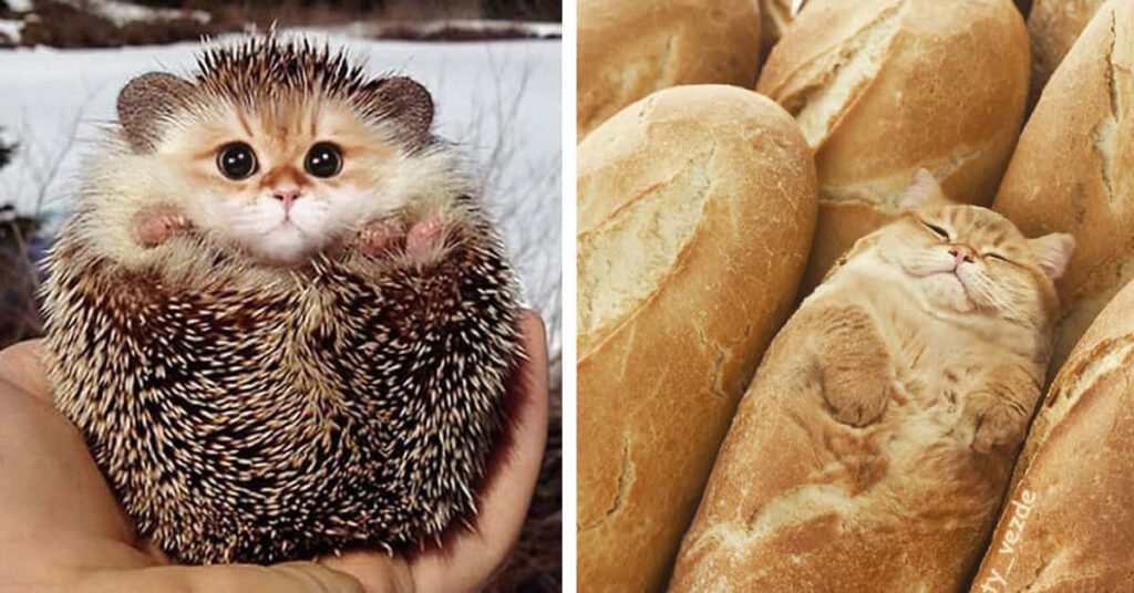 Adorable Hedgehog & Cozy Cat: Whimsical Cuteness Wallpaper