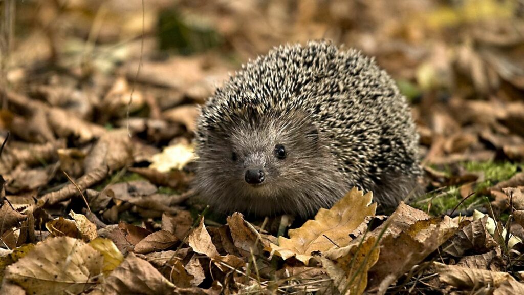 Cute Hedgehog Exploring Autumn Landscape Amid Fallen Leaves Wallpaper