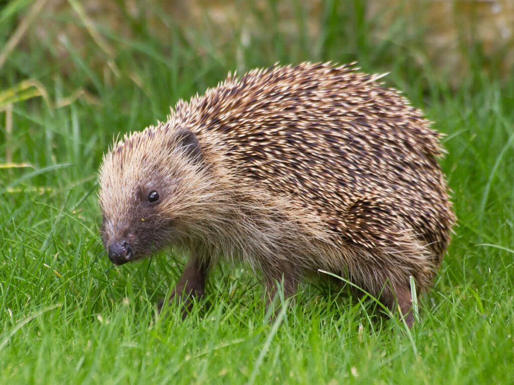 Cute Hedgehog in Lush Garden: Serene Nature Wallpaper Background