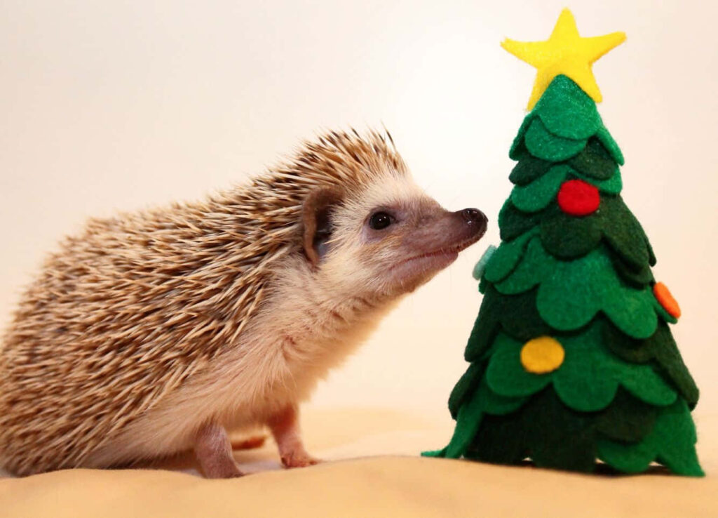 Adorable Hedgehog Sniffs Festive Felt Christmas Tree with Colorful Decor Wallpaper