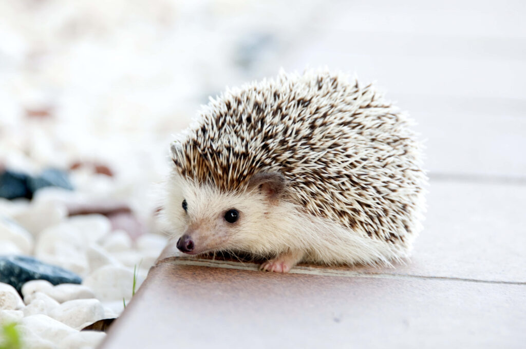 Cute Hedgehog Walking Along Paved Path - Serene Wallpaper Background
