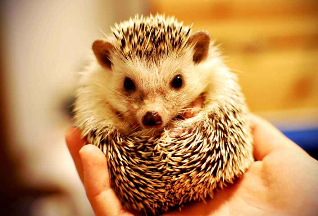 Cute Hedgehog Wallpaper: Adorable Spiky Animal on Hand Background