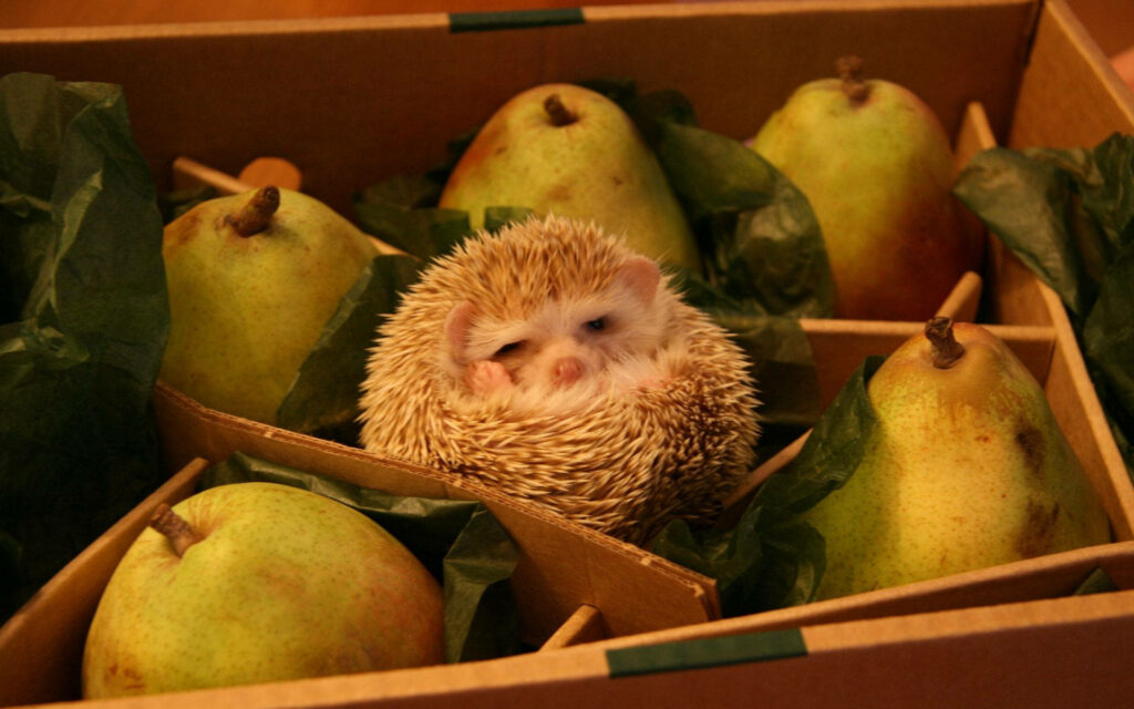 Charming Hedgehog Wallpaper: Cuddly Hedgehog Among Pears