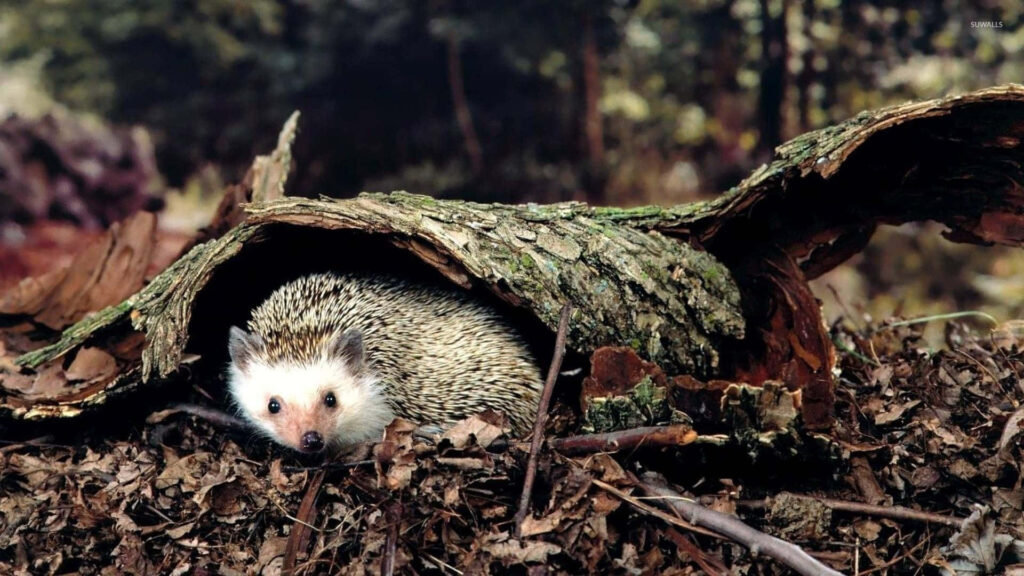 Cozy Hedgehog Wallpaper: Nature's Warm Embrace in Serene Forest