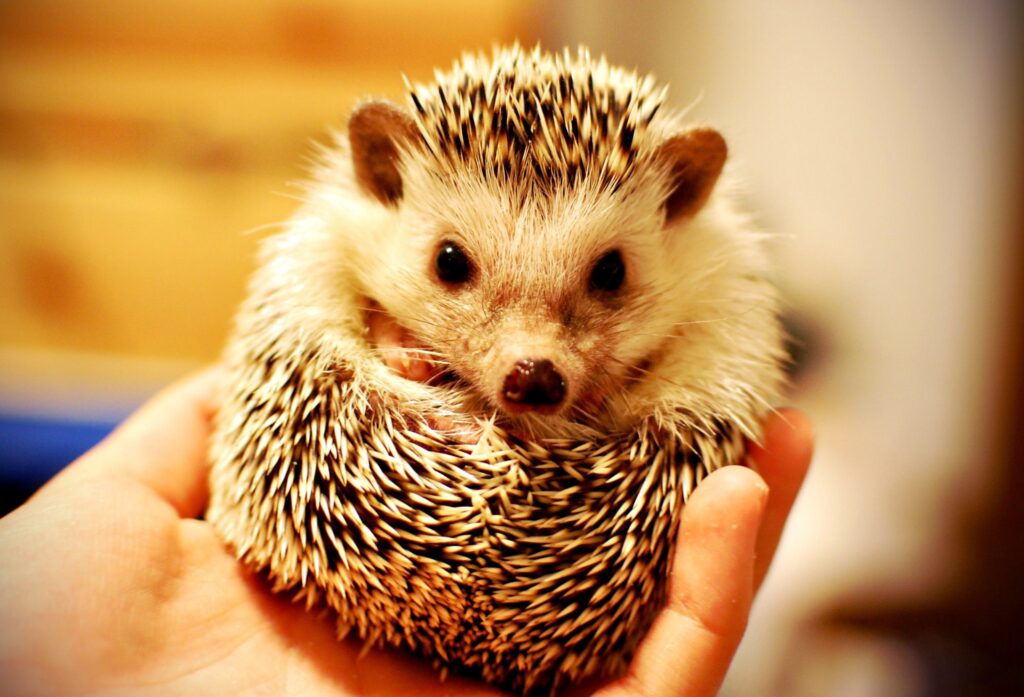 Cute Hedgehog in Hand: Heartwarming Wallpaper with Soft Details