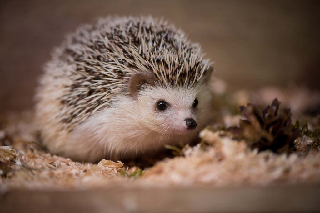 Nostalgic Hedgehog Wallpaper: Cute Pet Among Wood Shavings