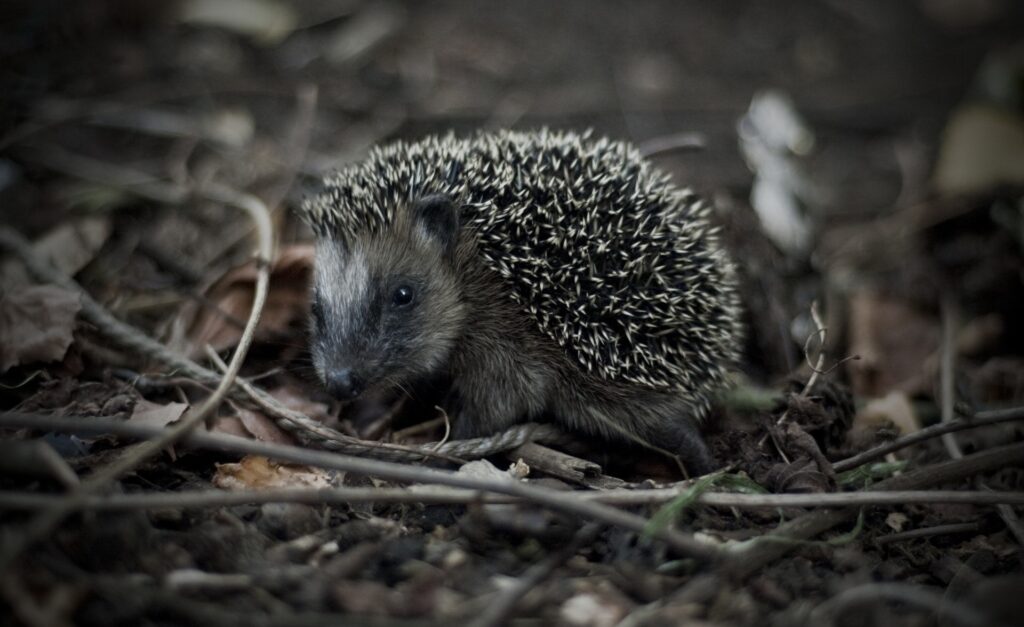 Charming Hedgehog Wallpaper: Spiky Texture in Rustic Greenery