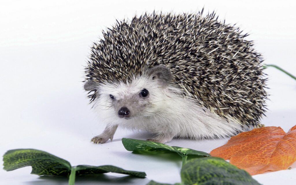 Cute Hedgehog with Spiky Thorns Amid Colorful Leaves - Nature Wallpaper