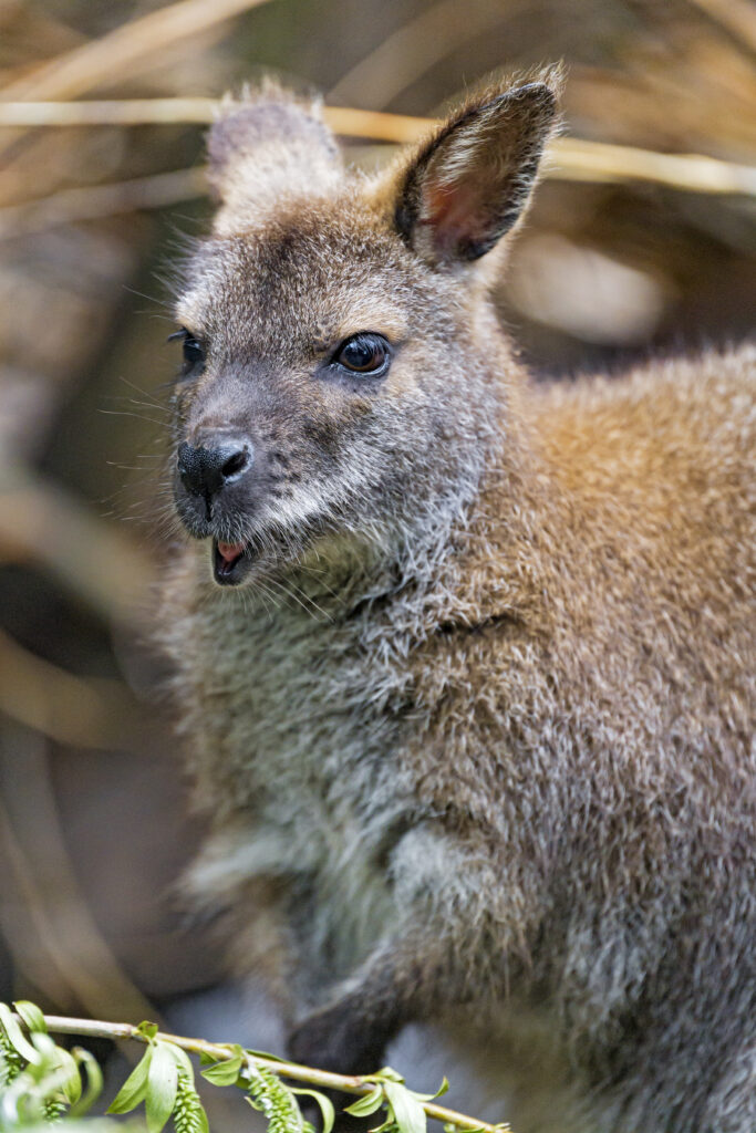Adorable Kangaroo Cub Wallpaper in Serene Natural Setting