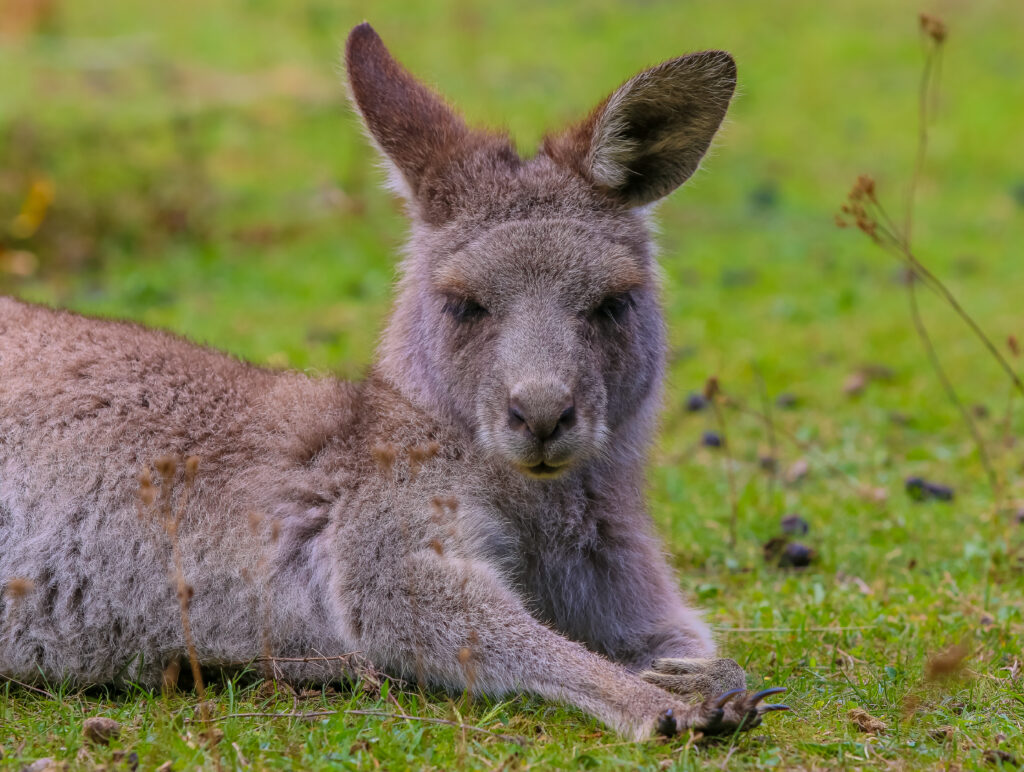 Cute Kangaroo on Grass: High-Resolution Serene Wallpaper