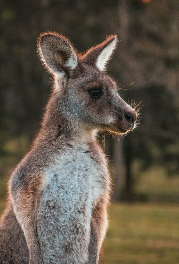 Adorable Close-Up of a Cute Kangaroo with Soft Fur in Nature Wallpaper