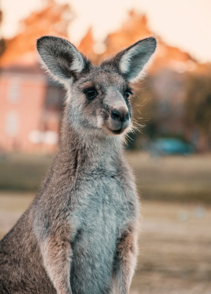 Cute Kangaroo Wallpaper in Serene Australian Sunset Background
