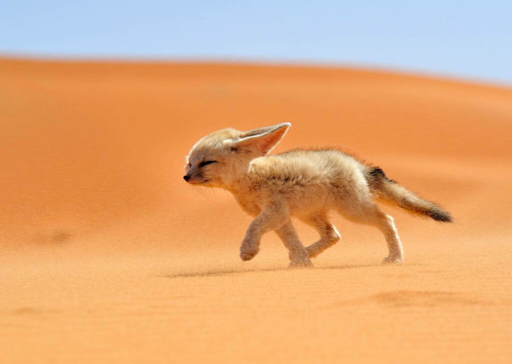 Fennec Fantasy: Adorable Kawaii Fox Embarks on Desert Adventure Wallpaper