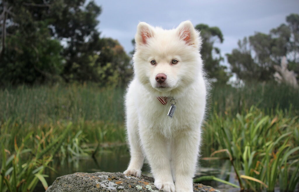 Cute Kishu Dog Puppy: The Perfect Addition to Your Pet Family - 4K Wallpaper