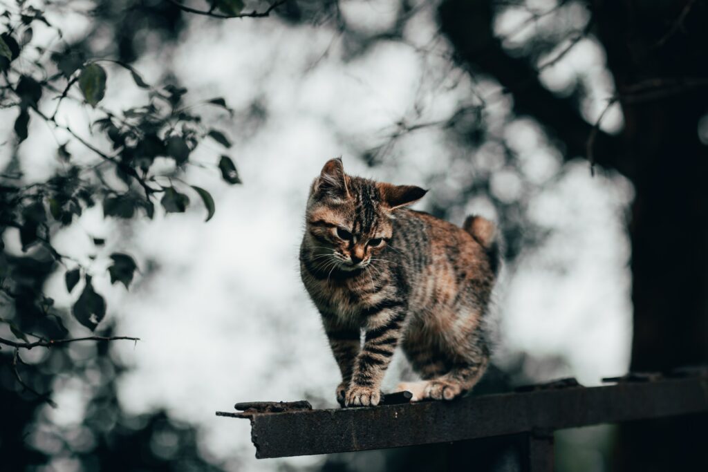 Cute Kitten Balancing on Fence - Charming Nature Wallpaper
